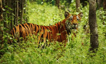 Chitwan Tour